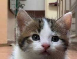 for sale kittens 2 months old | Ù„Ù„Ø¨ÙŠØ¹ Ù‚Ø·Ø· ...