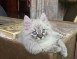 Himalaya cat for sale