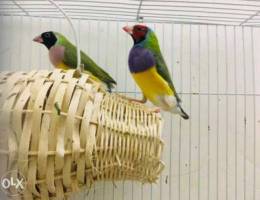 Gouldian finch for sale