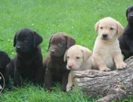 Labrador puppies available in bahrain