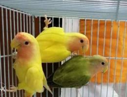 Love bird for sale