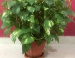 Indoor plant