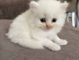 Persian breed very cute kittens