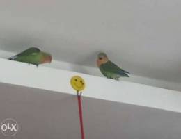 Love bird for sale