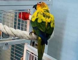 Sunconure parrot