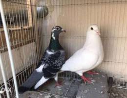 Racer Pigeon pair for sale with