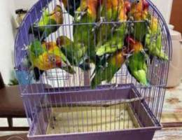 Pair of love bird for sale