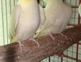 Cockatiel for sale