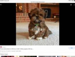Looking for a shih tzu puppy