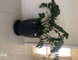 Plant with vase