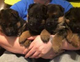 German Shepherd Puppies For adoption