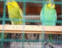 Three bareeder pair for sale