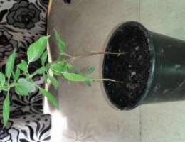 Ø±ÙŠØ­Ø§Ù† Ø°Ùˆ Ø±Ø§Ø¦Ø­Ù‡ Ø¹Ø·Ø±Ù‡ ocimum basilicum