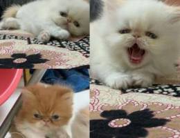 Persian kittens for sale