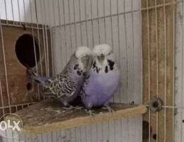 English Holland budgies