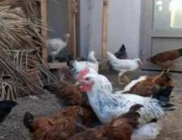 France chicken for sale only 2 BD