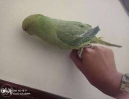 Indian ringneck female for sale