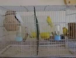 Birds for sale