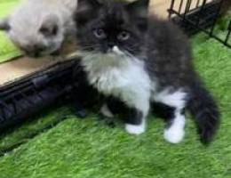 Beautiful kitten half shirazi half beke fa...