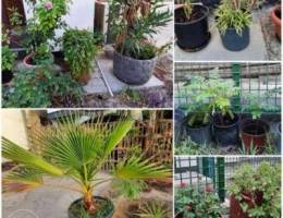 Garden Plants