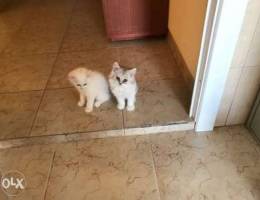 8 weeks old pure persian kitten