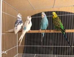 Birds for sale with free cage