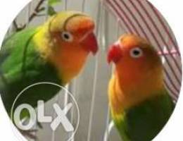 Love bird pair for sale