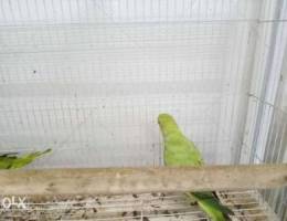 Mithoo Parrot Male and female pair for sal...