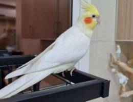 Parrot Lutino cockatiel with cage