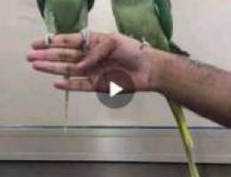 Alexandrine pair ...Ø²ÙˆØ¬ Ù†ÙŠØ¨Ø§Ù„ÙŠ