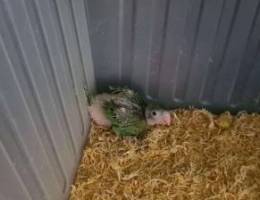 Baby Indian ringneck ÙØ±Ø® Ù…ØªÙˆ