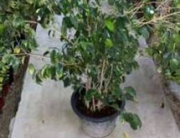 Ficus benjamina