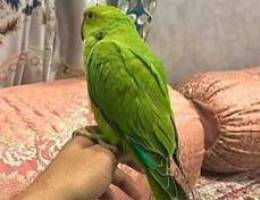 for sale indian ring neck parrot, talks as...