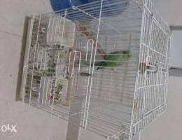 Green parrot for sale with cage