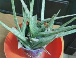 Aloe vera plant