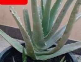 Aloe vera ØµØ¨Ø§Ø± Ø§Ù„Ø§Ù„ÙˆÙÙŠØ±Ø§