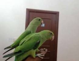 Ring neck parrots for sale