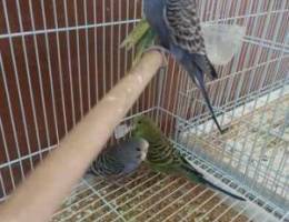 2 month old budgies pair for 4 bd