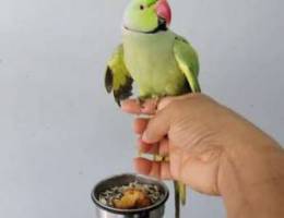 Mithu Ringneck Parrot for sale 50 BHD
