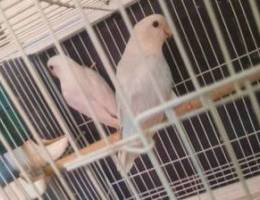 LoveBirds one paire for sale
