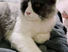 Male shirazi cat for adoption