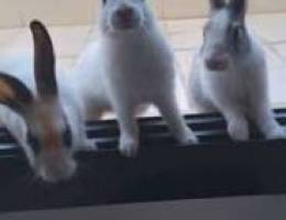 Three rabbits for buy , Ø«Ù„Ø§Ø« Ø£Ø±Ø§Ù†Ø¨ Ù„Ù„Ø¨ÙŠØ¹
