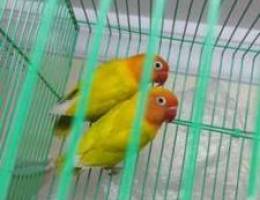 love bird orange face