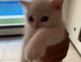 kittens for sell ÙƒÙŠØªÙ†Ø² Ù„Ù„Ø¨ÙŠØ¹