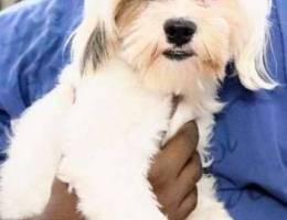 Shih tzu (Malshi) Male available(for cross...
