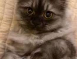 Cute Persian female cat
