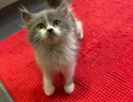Persian kitten for sale (Hot offer)