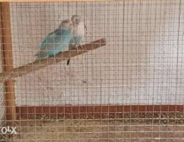 Budgies pair for sale with 2 chick's