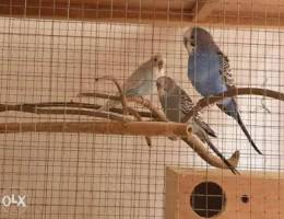 Budgies pair for sale
