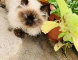 Cute Himalayan and Persian pet for sale wi...